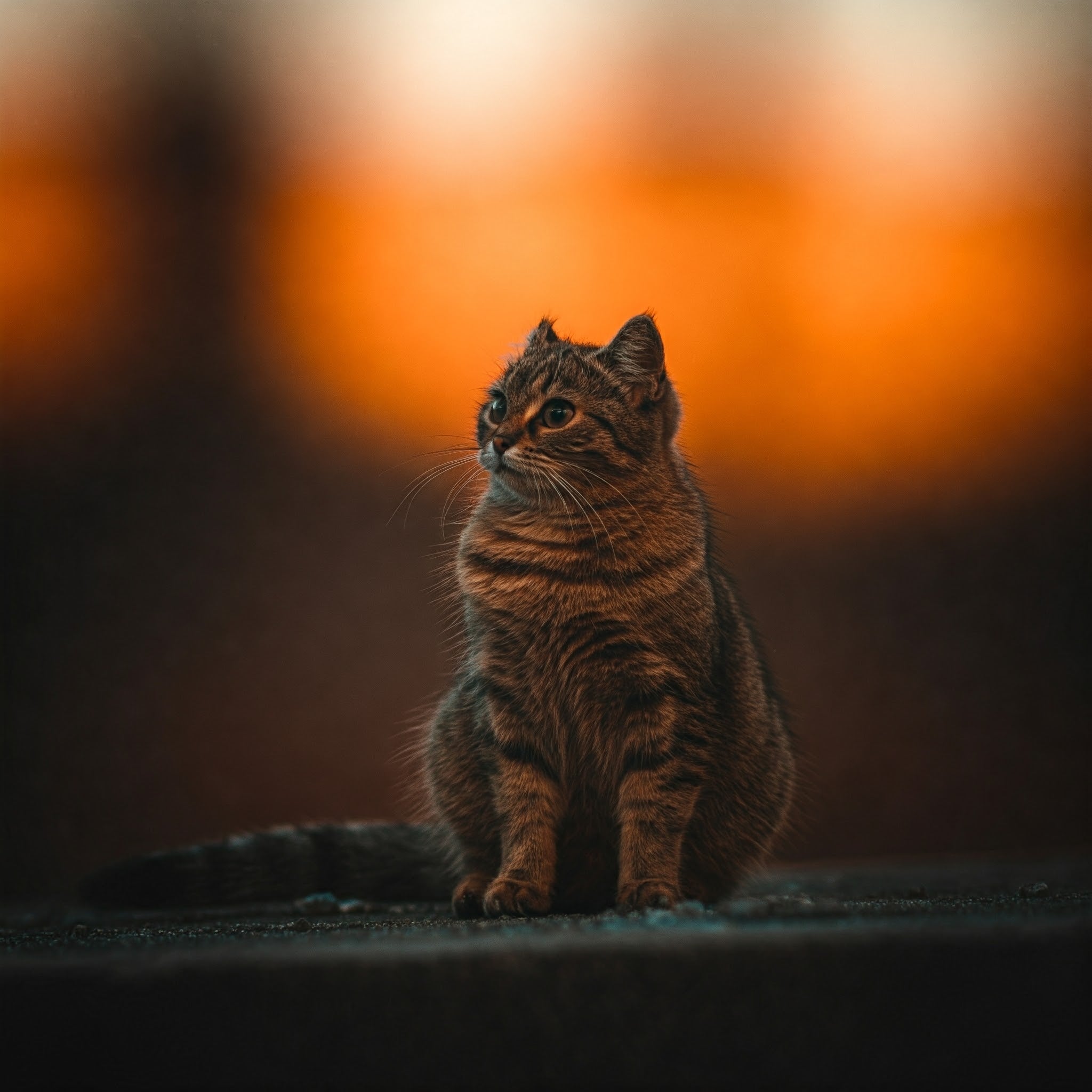 Cat looking while sunsetting 